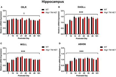 The Endocannabinoid System across Postnatal Development in Transmembrane Domain Neuregulin 1 Mutant Mice